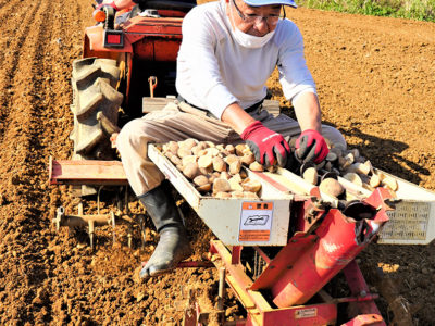 徳之島赤土新ばれいしょ春一番