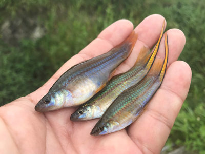 水生移入生物調査を報告