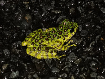 国内希少種カエルなど28匹無断捕獲容疑で逮捕