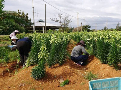 24日、フラワー都市集まる