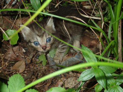 ネコ、トゲネズミ捕食か