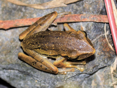 徳之島町で特定外来生物「シロアゴガエル」侵入定着