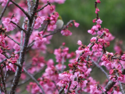 早くもほぼ満開