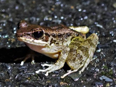 アマミハナサキガエル