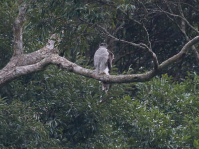 珍しいオオタカ飛来