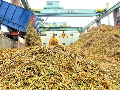 原料搬入、今期製糖を開始