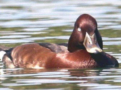 貫録たっぷり、珍鳥「メジロカモ」