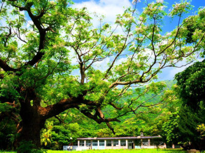 センダン開花、青嵐に甘く香る