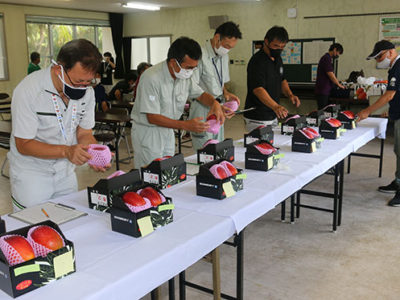 奄美大島・喜界島マンゴー品評会