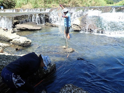 ティラピアなど外来魚大量発生も確認