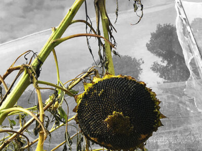 奄美を写す写真展