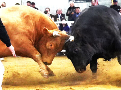 徳之島新春闘牛大会