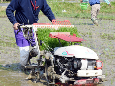 田植え佳境、コロナ対策も