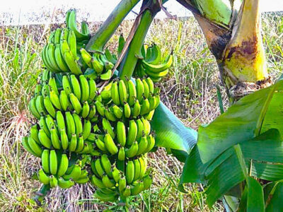 １本の偽茎から「普通サイズ」房が２本