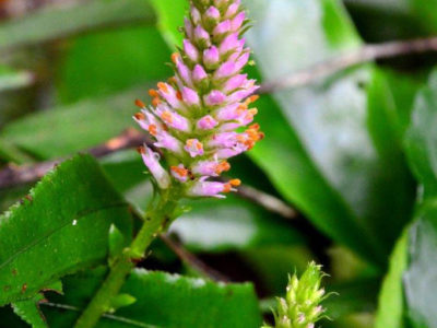 リュウキュウスズカケ開花