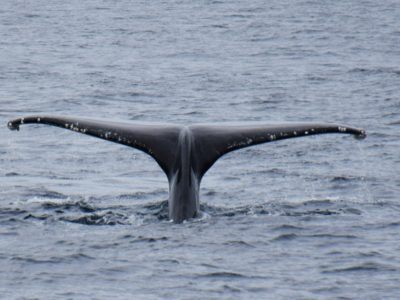 ザトウクジラ来遊シーズン