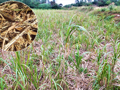 イノシシ被害、過去最悪か？