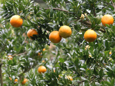 果実品質は低糖低酸傾向