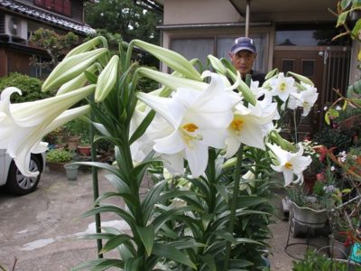 エラブユリ、石川県で咲く