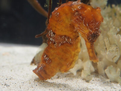 海洋展示館に〝龍〟