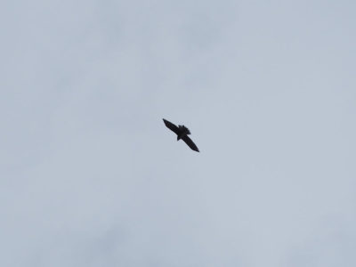 宇検村・世界自然遺産博士講座「サシバ観察会」