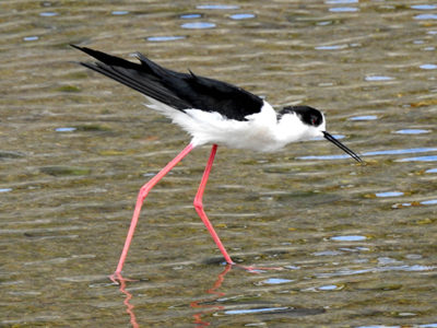 「水辺の貴婦人」飛来