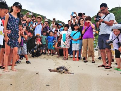 保護のウミガメ放流