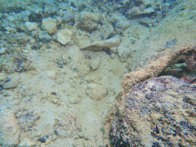 カクレクマノミとイソギンチャク消える