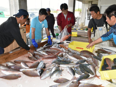 奄美漁協笠利地区の挑戦