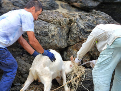 網に絡まった雄ヤギ救出