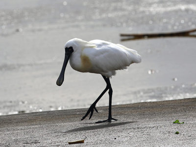 クロツラヘラサギ飛来
