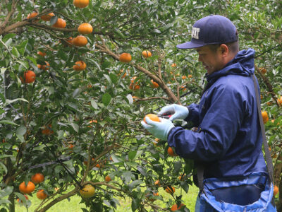 「津之輝」発送ピーク