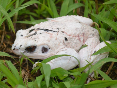 オットンガエルの白色個体確認