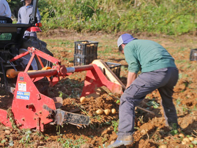 バレイショ試作し収穫