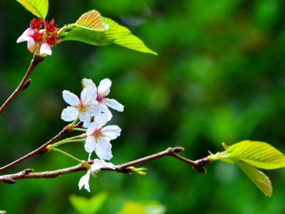 湯湾岳で「ソメイヨシノ」