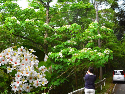 入梅前に可憐な姿