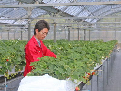 完熟イチゴ初収穫