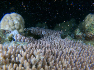 サンゴ２種が一斉産卵