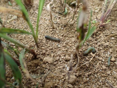 キビ、ローズグラスなど食害