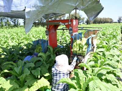 葉タバコ農家、来期半分以下に