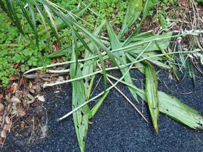 カクチョウラン盗掘被害