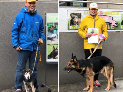 マングース探索犬２頭が引退