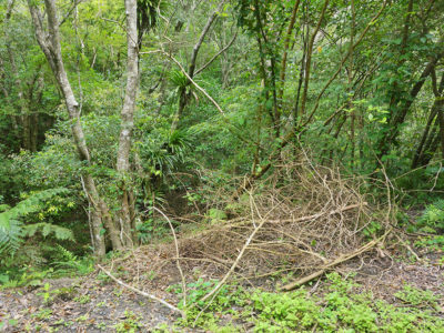 景勝地で伐採、風害懸念
