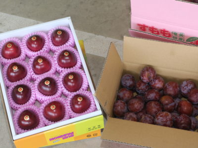 スモモ大玉高値取引