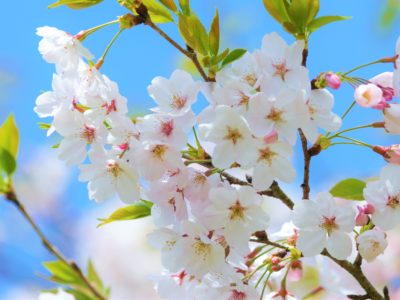 湯湾岳でソメイヨシノ見ごろ