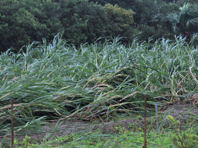 農業被害総額は11億円