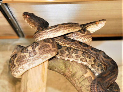 伊仙町職員　公務中にハブ咬傷