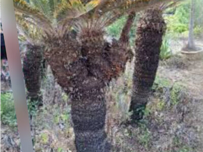 「フリマアプリ」に奄美大島ソテツ出品