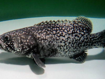 世界初、未成魚での雄化成功