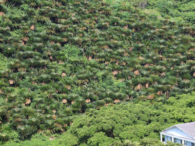 安木屋場ソテツ群生地にも波及